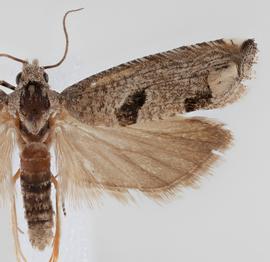   Suleima helianthana . © Loren Jones. Image used with permission.
